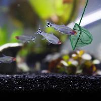 Akvaryum Balık Kepçesi 15 CM